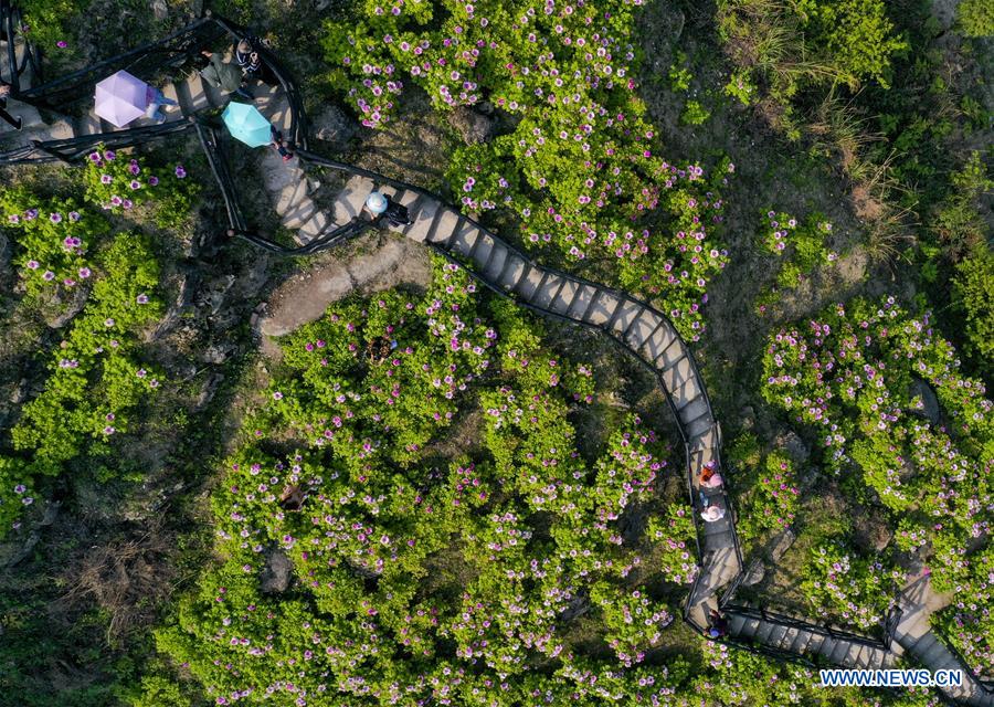 CHINA-CHONGQING-DIANJIANG-PEONY-BLOSSOM (CN)