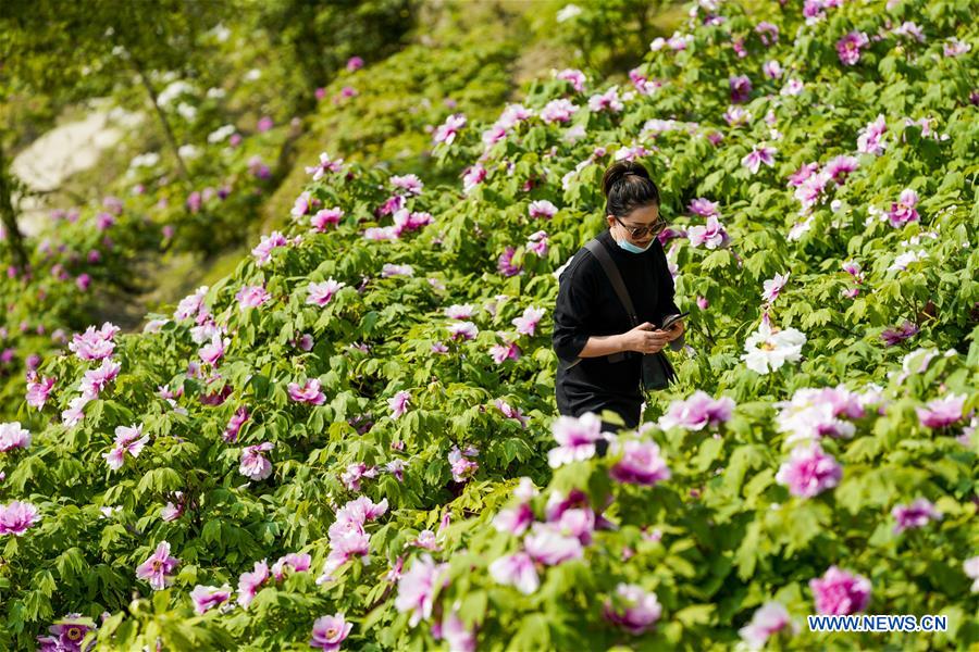 CHINA-CHONGQING-DIANJIANG-PEONY-BLOSSOM (CN)