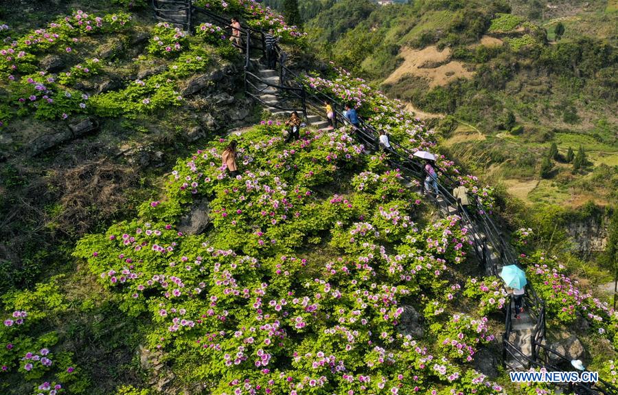 CHINA-CHONGQING-DIANJIANG-PEONY-BLOSSOM (CN)