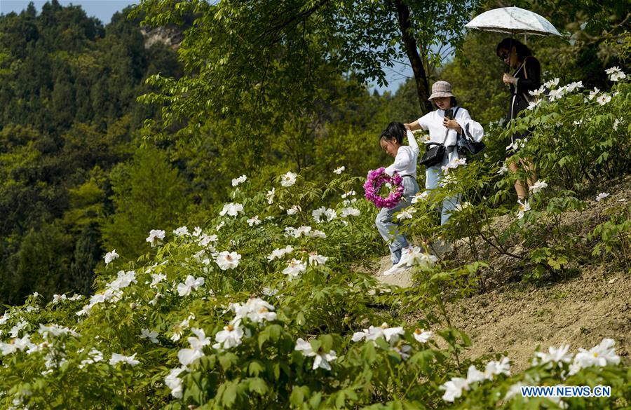 CHINA-CHONGQING-DIANJIANG-PEONY-BLOSSOM (CN)