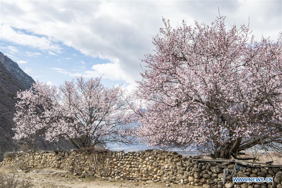 CHINA-TIBET-NYINGCHI-SCENERY (CN)