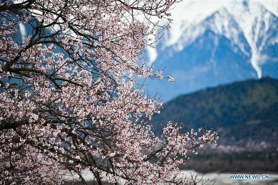 CHINA-TIBET-NYINGCHI-SCENERY (CN)