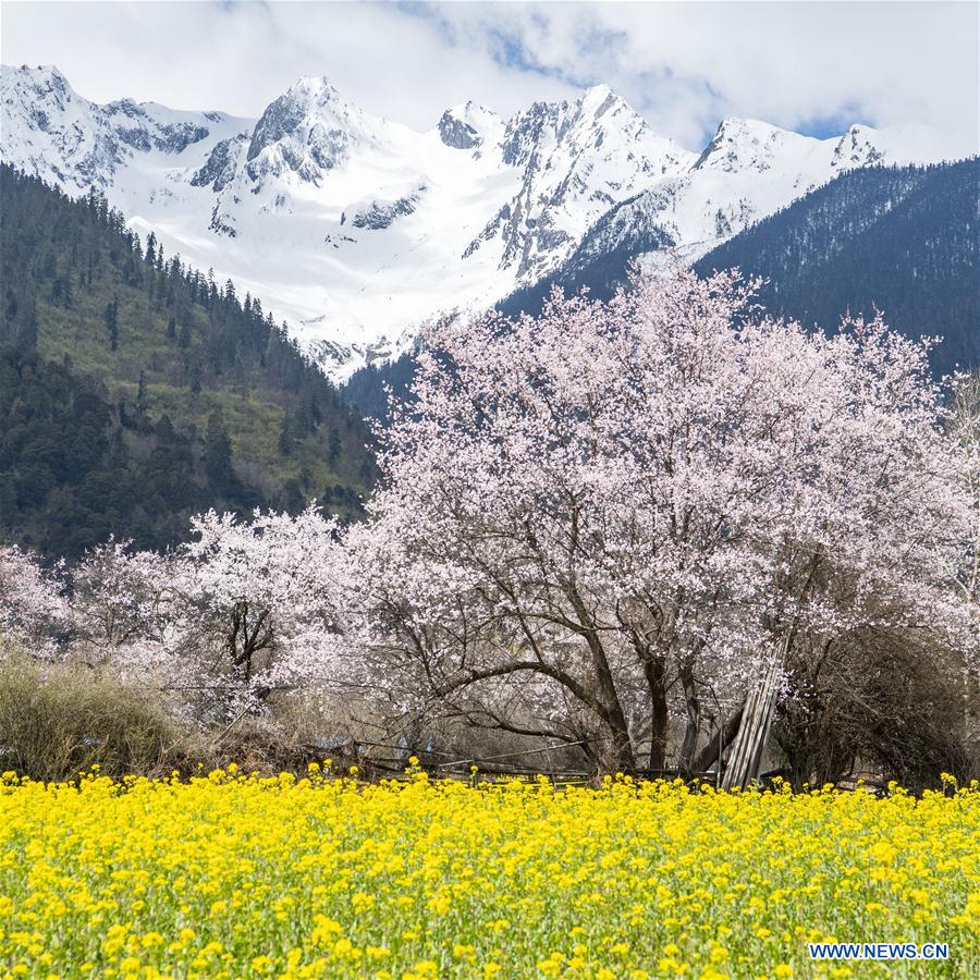 CHINA-TIBET-NYINGCHI-SCENERY (CN)