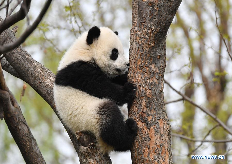 SHAANXI-XI'AN-GIANT PANDA-CUBS (CN)