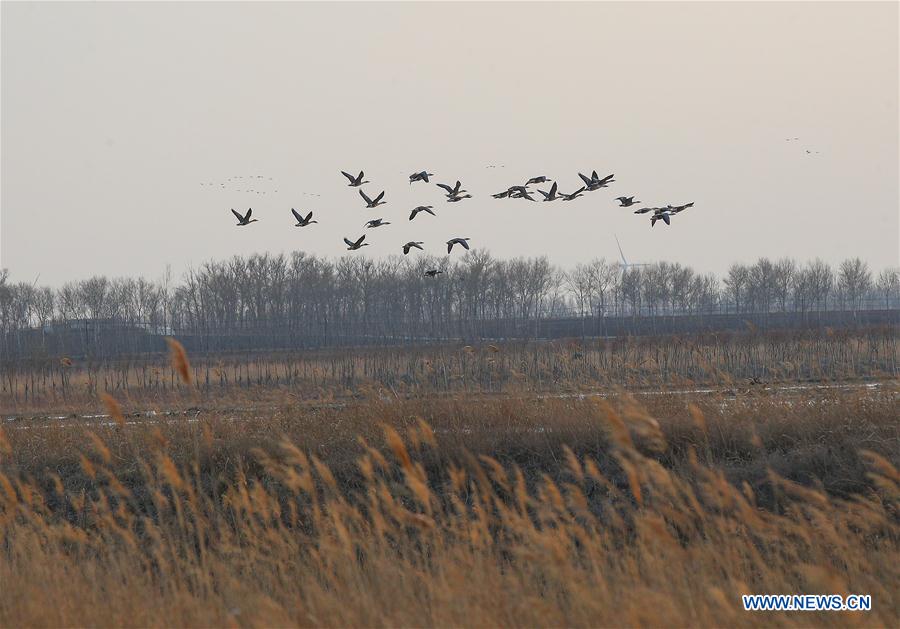 CHINA-LIAONING-WOLONG LAKE WETLAND (CN)