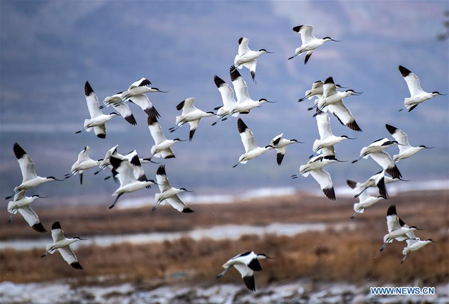 CHINA-SHANXI-YUNCHENG-SALT LAKE-WETLAND-MIGRANT BIRDS (CN)