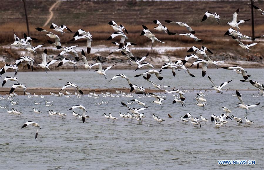CHINA-SHANXI-YUNCHENG-SALT LAKE-WETLAND-MIGRANT BIRDS (CN)