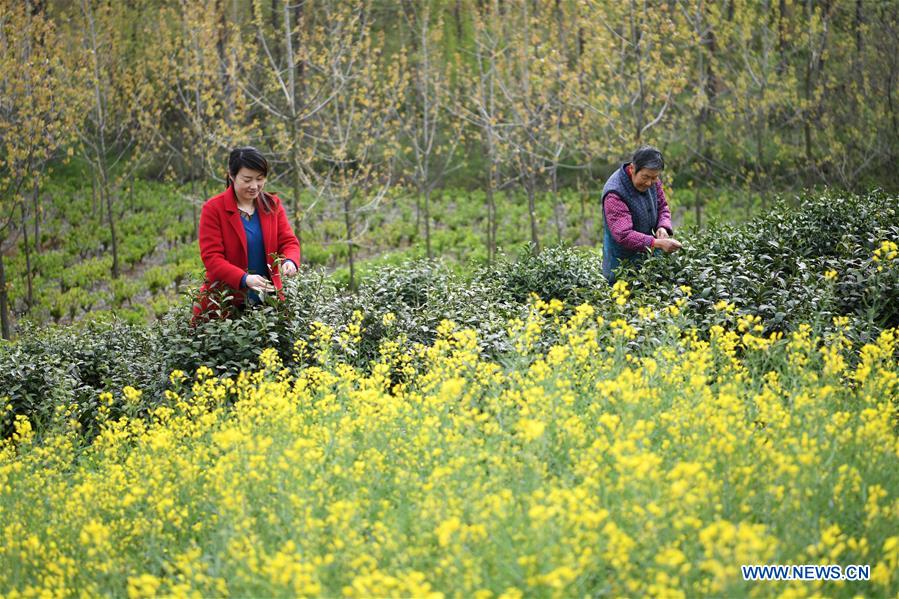 CHINA-ANHUI-FEIXI-TEA LEAVES-PICKING (CN)