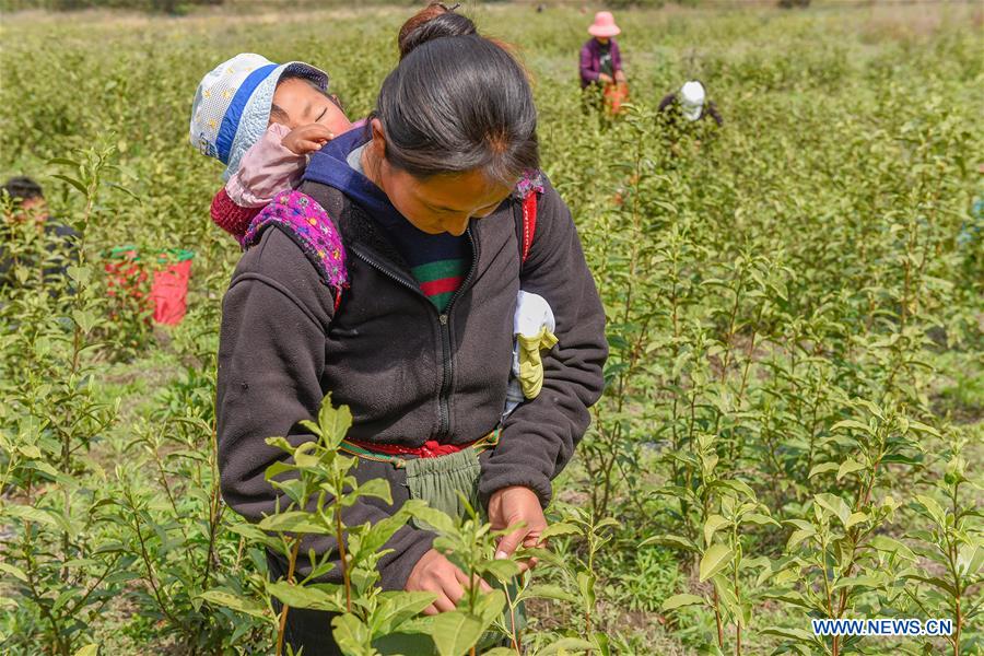 CHINA-TIBET-NYINGCHI-SPRING TEA (CN)