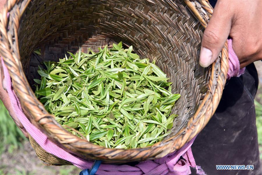 CHINA-TIBET-NYINGCHI-SPRING TEA (CN)