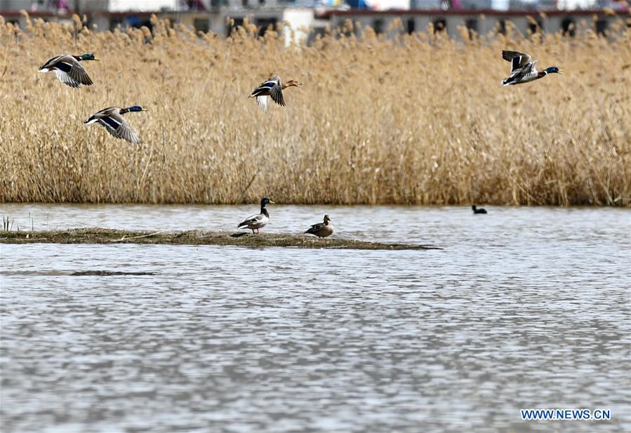 CHINA-TIBET-LHASA-WETLAND (CN)