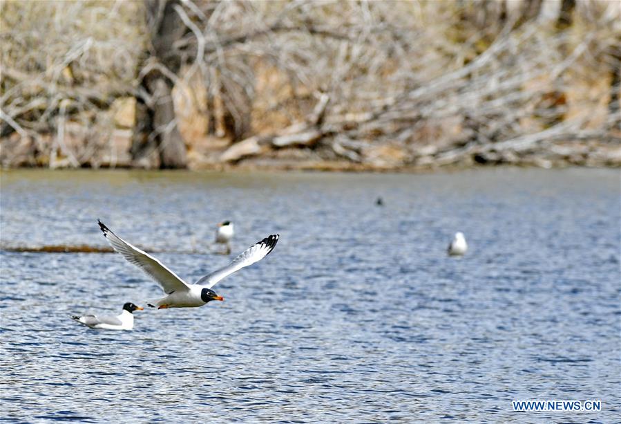 CHINA-TIBET-LHASA-WETLAND (CN)