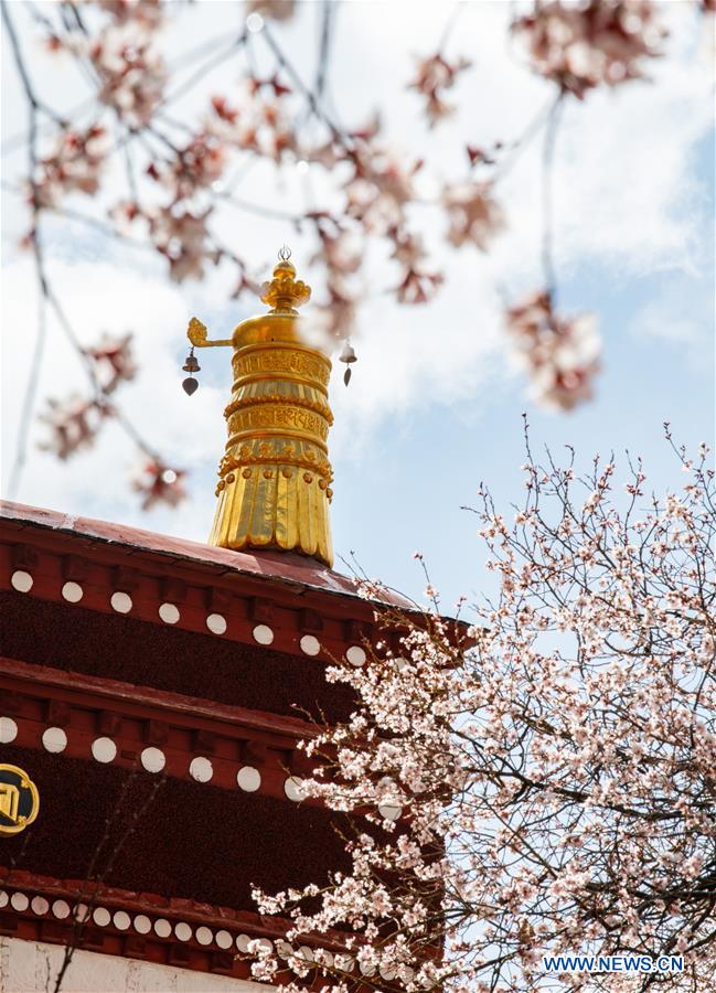 CHINA-TIBET-LHASA-SPRING (CN)