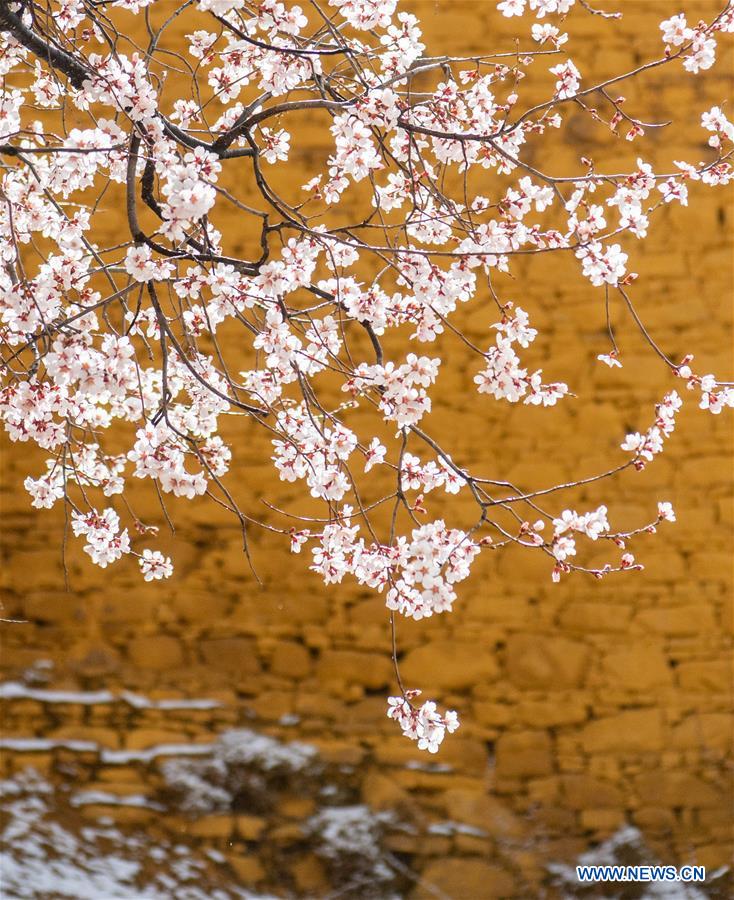 CHINA-TIBET-LHASA-SPRING (CN)