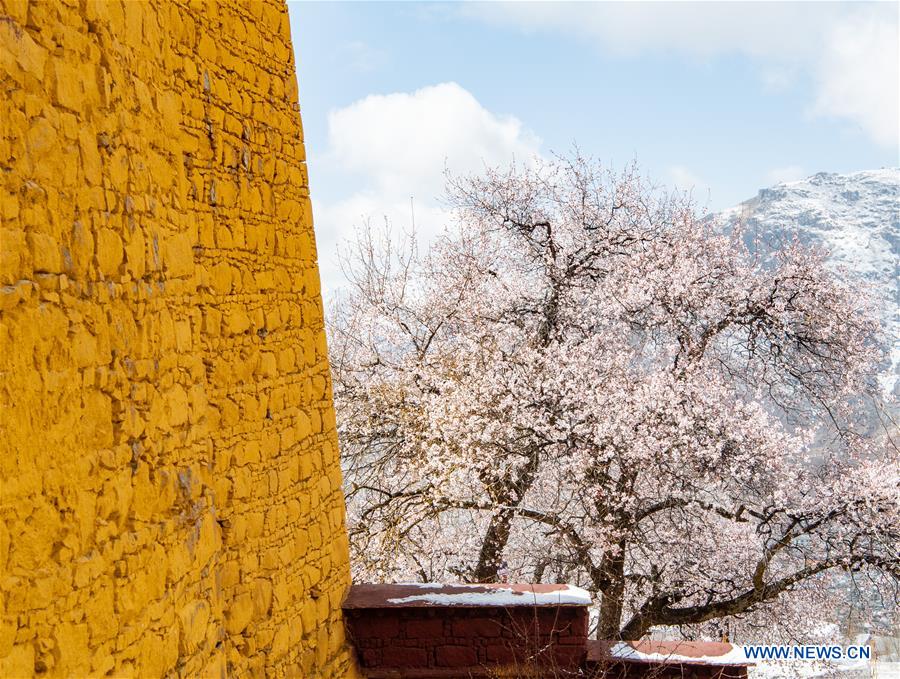 CHINA-TIBET-LHASA-SPRING (CN)