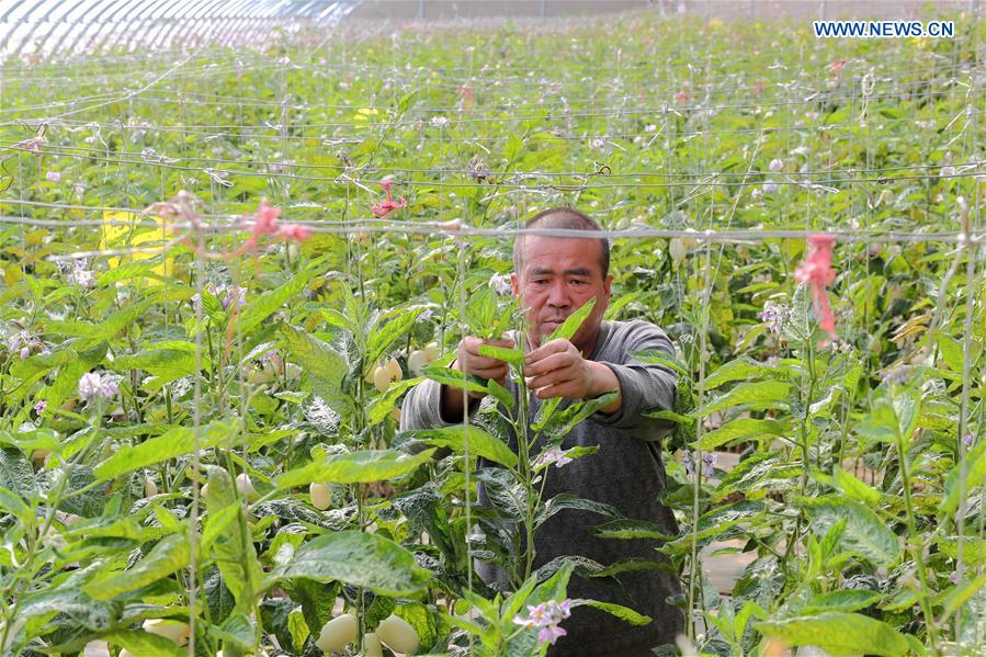 CHINA-GANSU-DUNHUANG-DESERT-AGRICULTURE (CN)