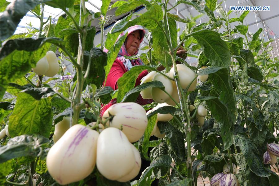 CHINA-GANSU-DUNHUANG-DESERT-AGRICULTURE (CN)