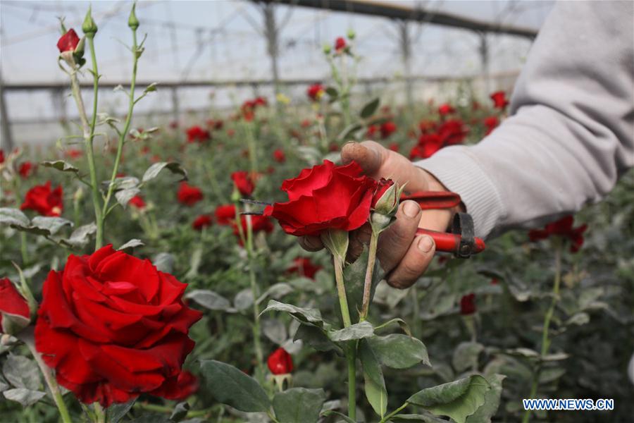 MIDEAST-NABLUS-COVID-19-FLOWER BUSINESS-HIT