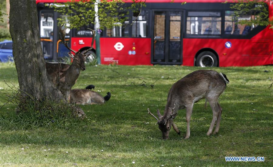 BRITAIN-LONDON-COVID-19-DEER