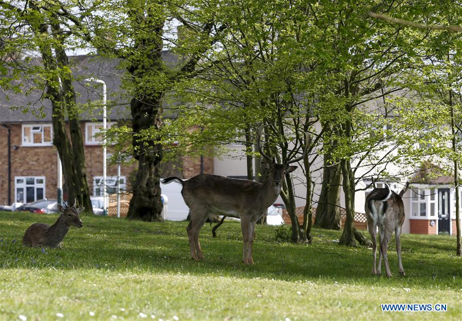 BRITAIN-LONDON-COVID-19-DEER