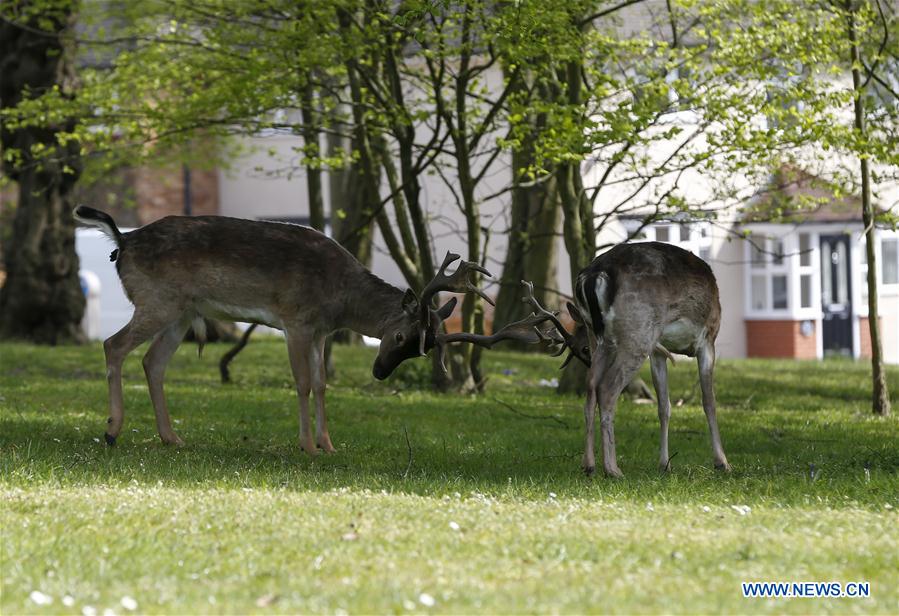 BRITAIN-LONDON-COVID-19-DEER