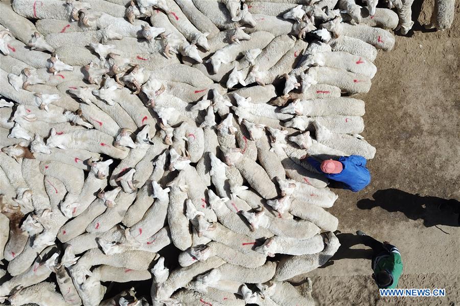 CHINA-GANSU-SHEEP-POVERTY ALLEVIATION (CN)