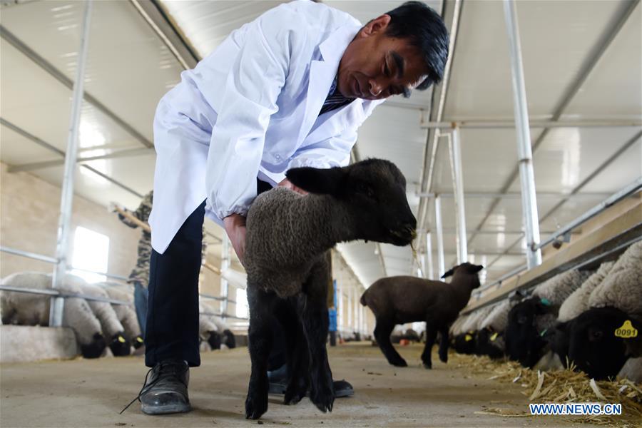 CHINA-GANSU-SHEEP-POVERTY ALLEVIATION (CN)