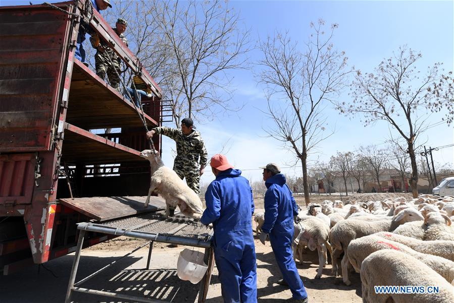 CHINA-GANSU-SHEEP-POVERTY ALLEVIATION (CN)