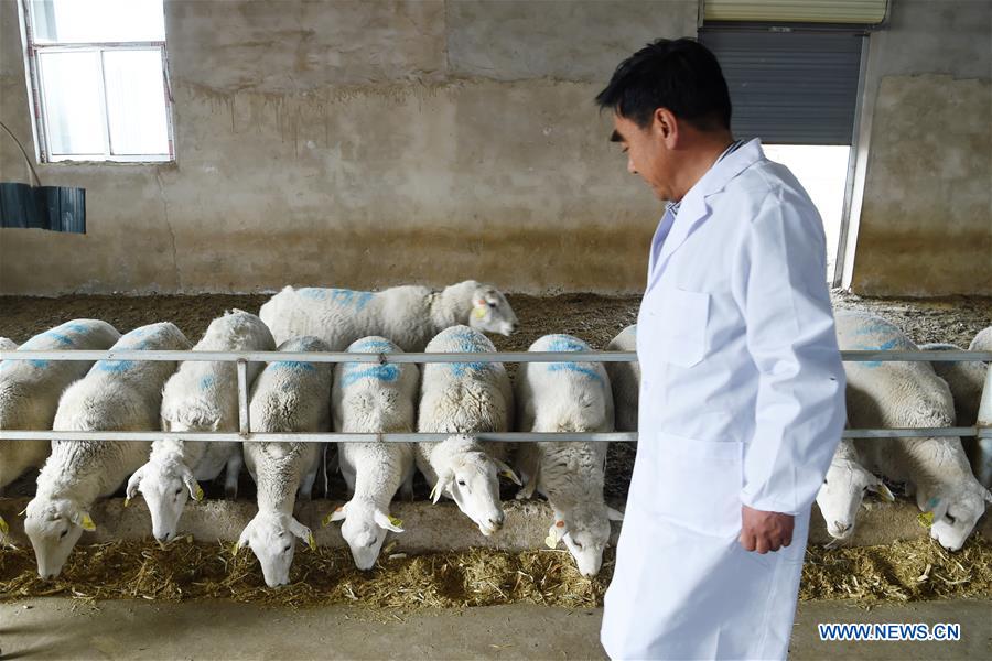 CHINA-GANSU-SHEEP-POVERTY ALLEVIATION (CN)