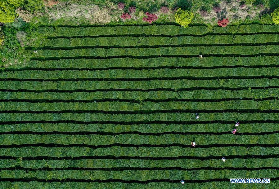 CHINA-GUIZHOU-TEA GARDEN-SCENERY (CN)