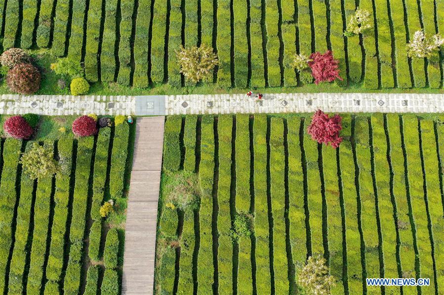 CHINA-GUIZHOU-TEA GARDEN-SCENERY (CN)