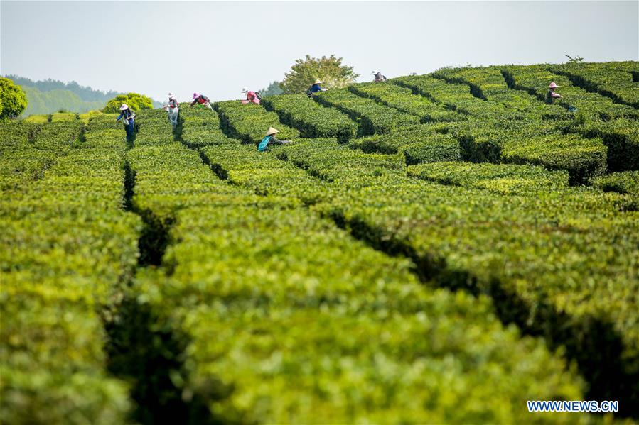 CHINA-GUIZHOU-TEA GARDEN-SCENERY (CN)