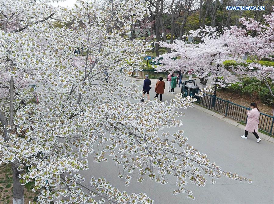 CHINA-QINGDAO-CHERRY BLOSSOM (CN)