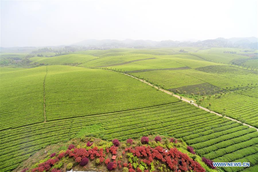 CHINA-GUIZHOU-TEA GARDEN (CN)