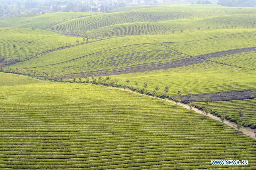 CHINA-GUIZHOU-TEA GARDEN (CN)