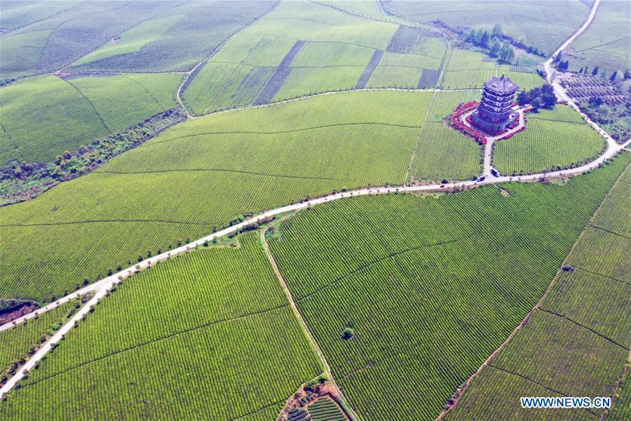 CHINA-GUIZHOU-TEA GARDEN (CN)