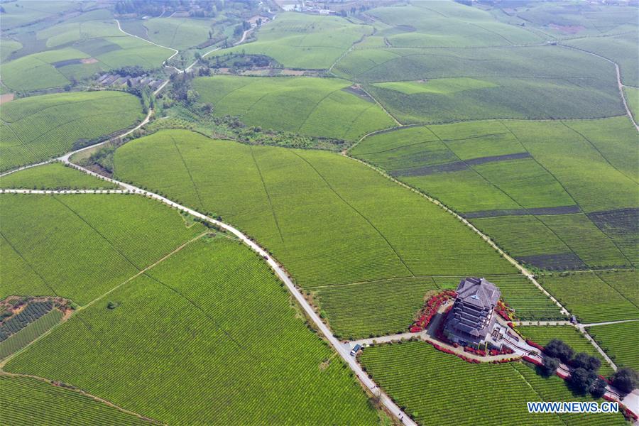 CHINA-GUIZHOU-TEA GARDEN (CN)