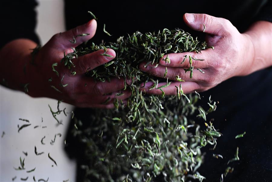 CHINA-FUJIAN-WUYISHAN-BLACK TEA-HARVEST-MAKING (CN)