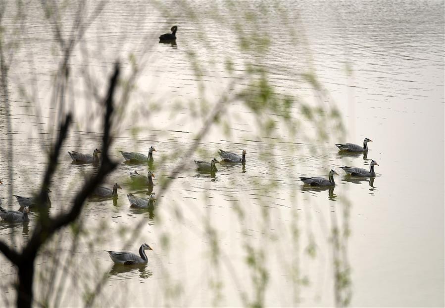 GUANGXI-NANNING-SPRING-VIEW (CN)