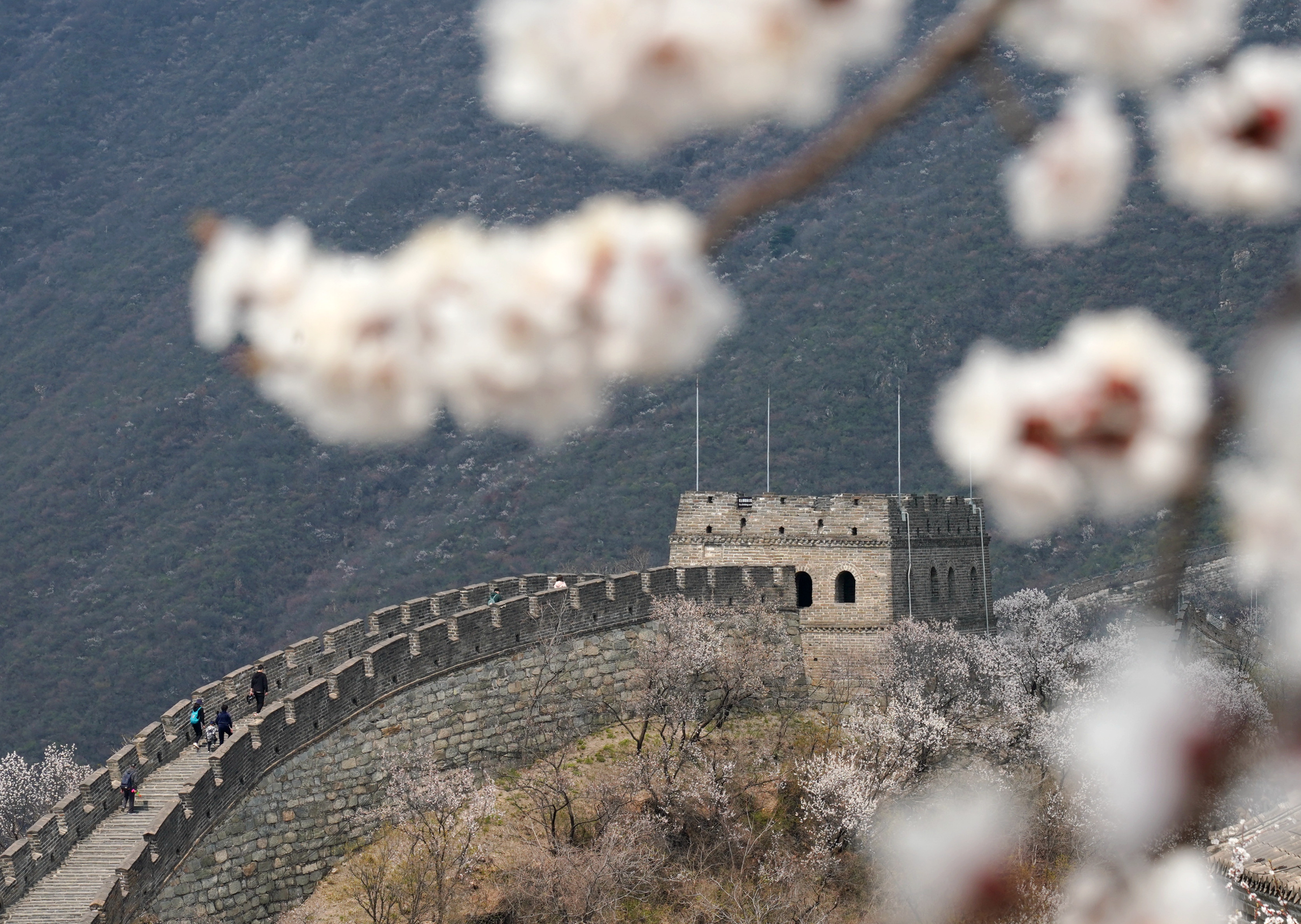 Весна Китай стена
