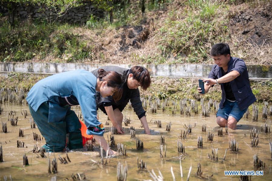 CHINA-HUNAN-SHIBADONG VILLAGE-POSTGRADUATE-CONTRIBUTION (CN)