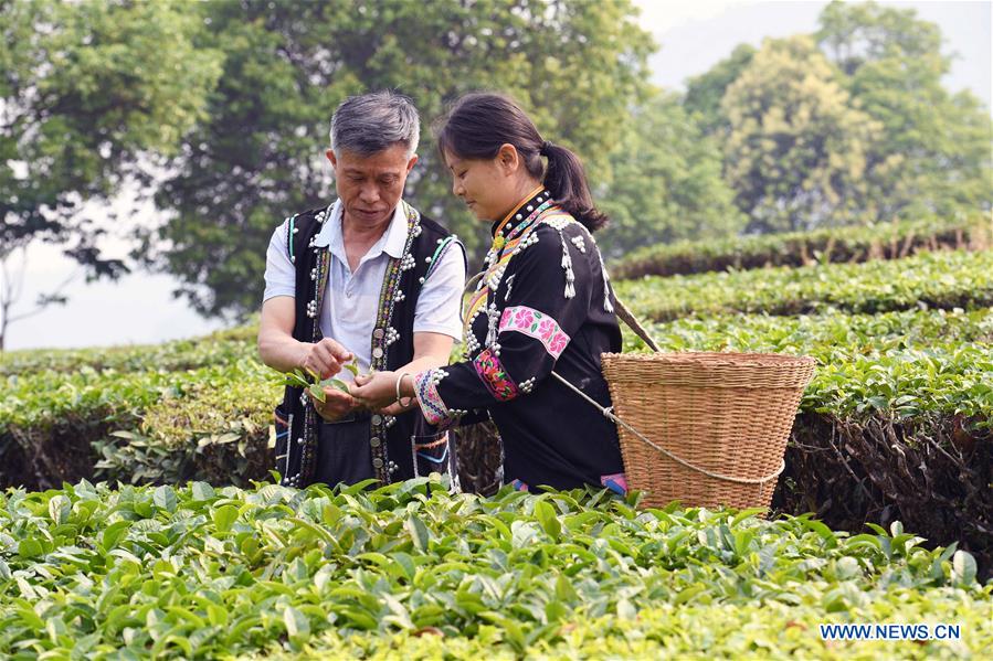 CHINA-YUNNAN-PU'ER TEA-MAKING TECHNIQUE-INHERITOR (CN)