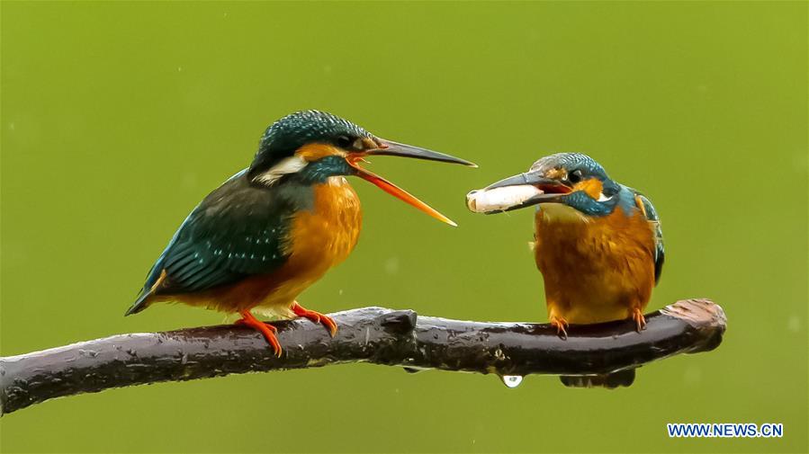 CHINA-FUZHOU-BIRDS (CN)