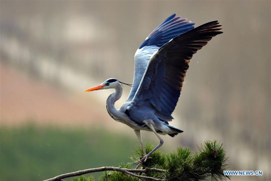 CHINA-SHANXI-HERON (CN)