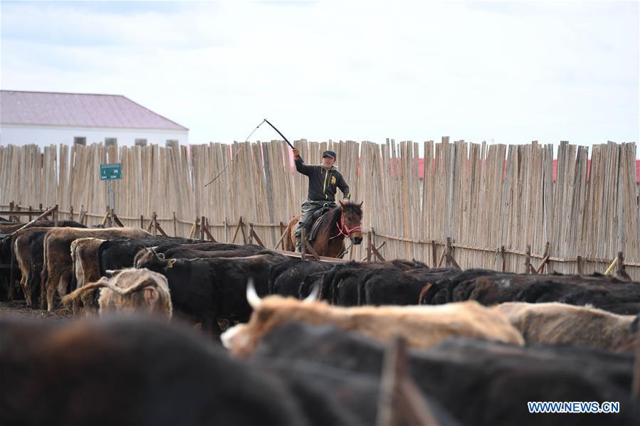 CHINA-XINJIANG-TACHENG-LEADING ENTERPRISE-POVERTY ALLEVIATION (CN)