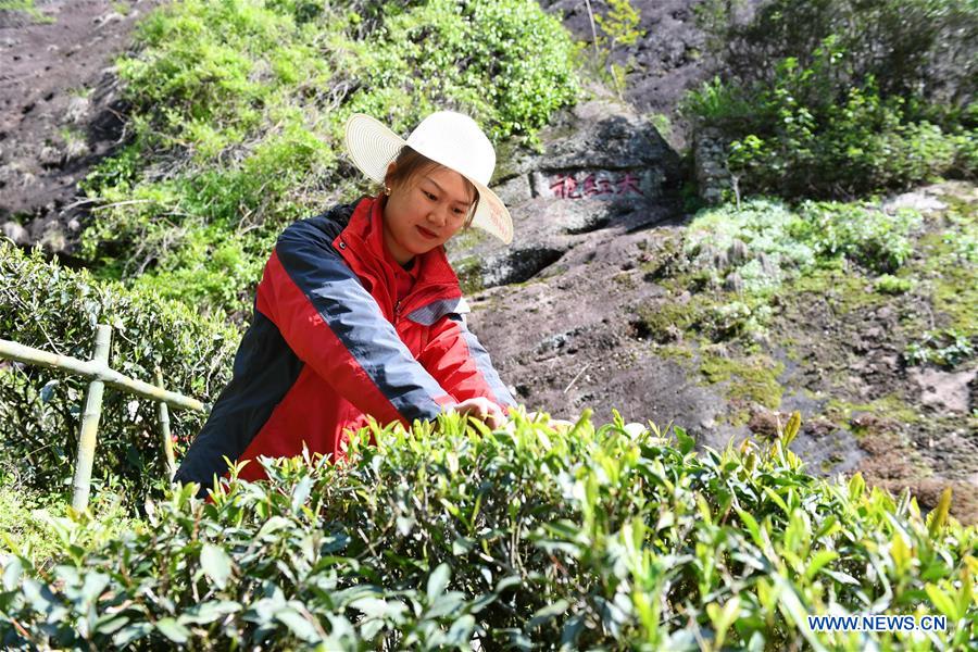 CHINA-FUJIAN-WUYISHAN-SPRING TEA (CN)