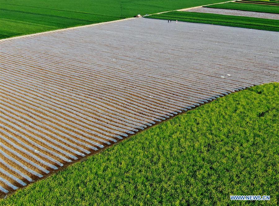 CHINA-HENAN-LUOYANG-CHARACTERISTIC AGRICULTURE-POVERTY ALLEVIATION (CN)