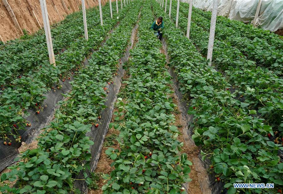 CHINA-HENAN-LUOYANG-CHARACTERISTIC AGRICULTURE-POVERTY ALLEVIATION (CN)