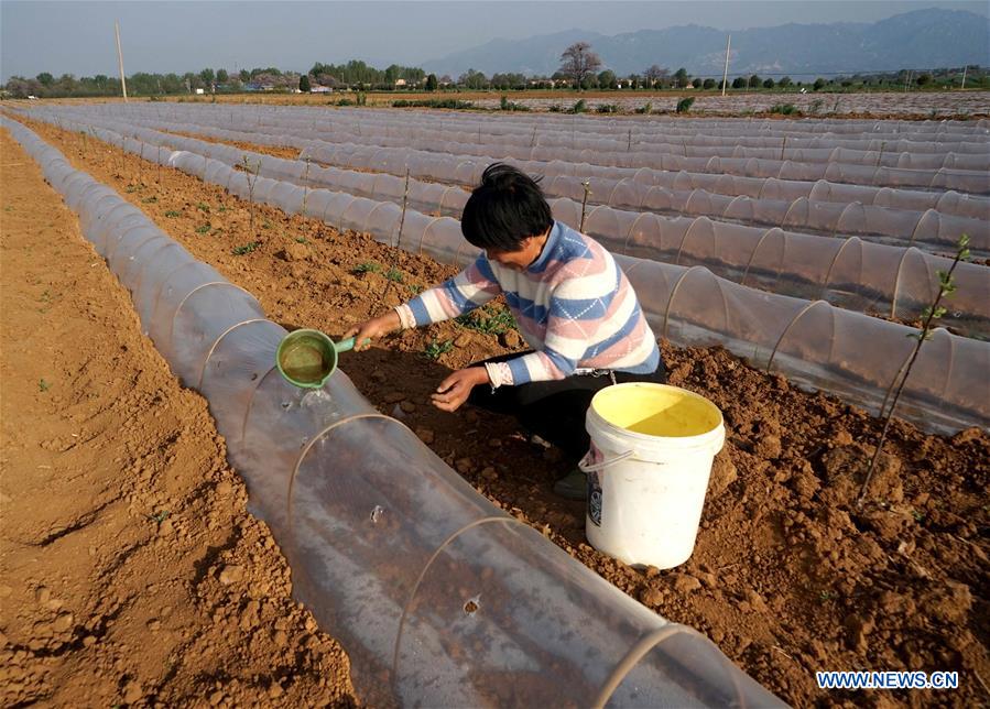 CHINA-HENAN-LUOYANG-CHARACTERISTIC AGRICULTURE-POVERTY ALLEVIATION (CN)