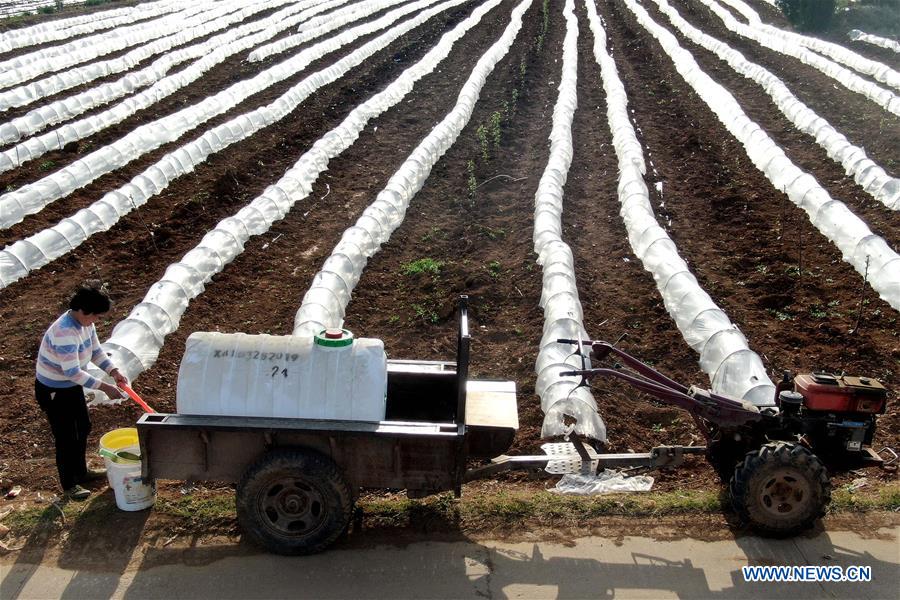 CHINA-HENAN-LUOYANG-CHARACTERISTIC AGRICULTURE-POVERTY ALLEVIATION (CN)